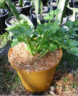 Leah harvesting celery