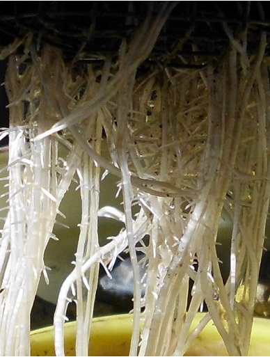 Healthy roots grown with Craterpot