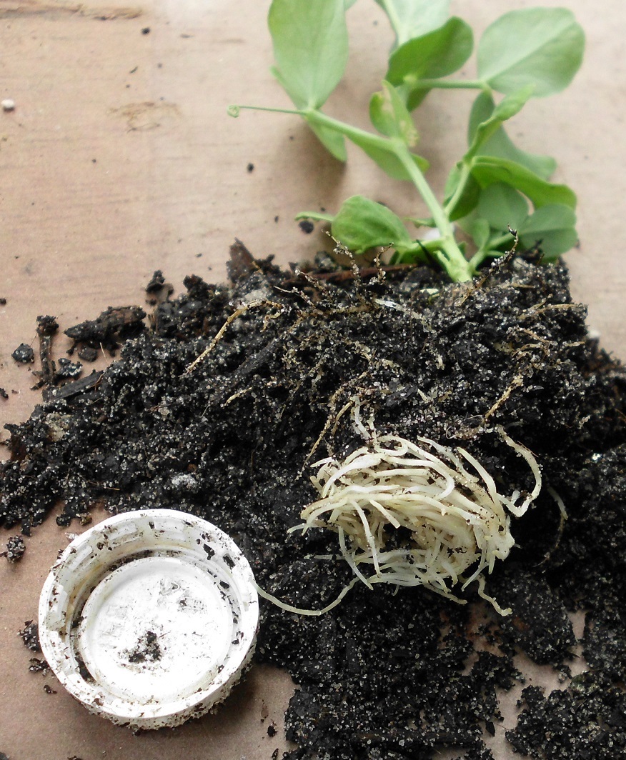 Pea plant using a craterpot for protection